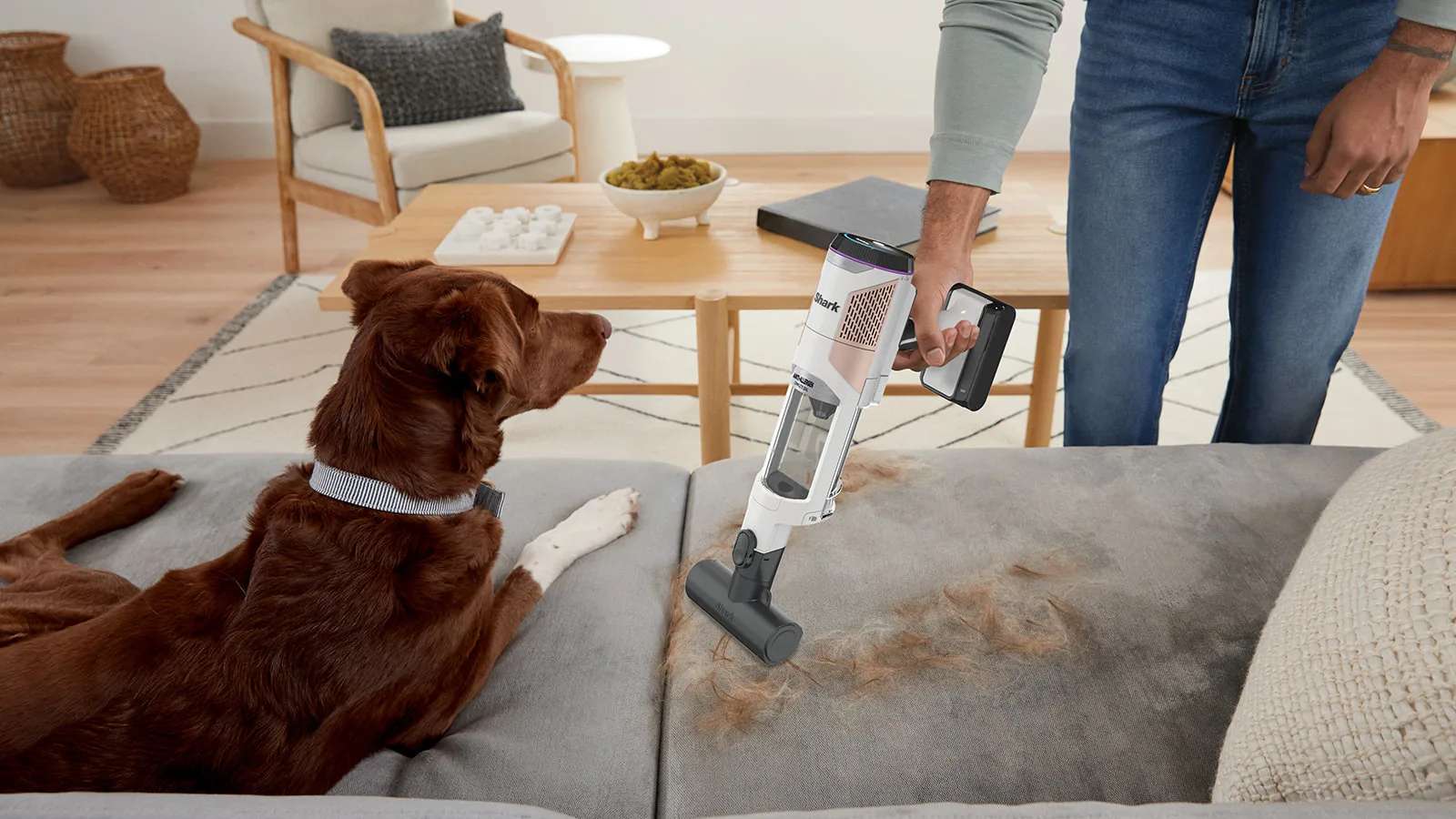 Chien sur un canap&eacute;, avec une personne aspirant des poils d&rsquo;animaux &agrave; c&ocirc;t&eacute;.