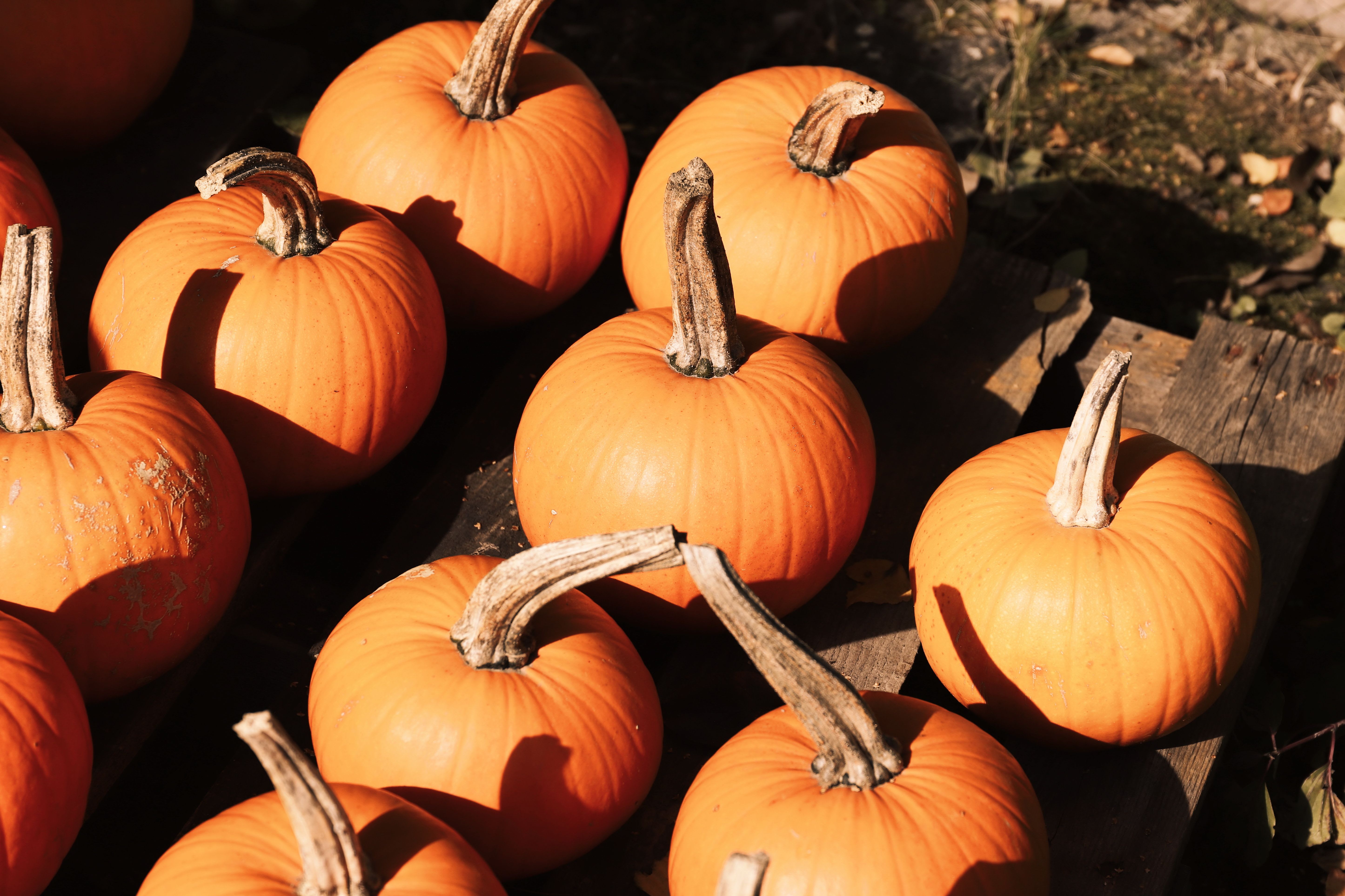 Pumpkin Carving Ideas